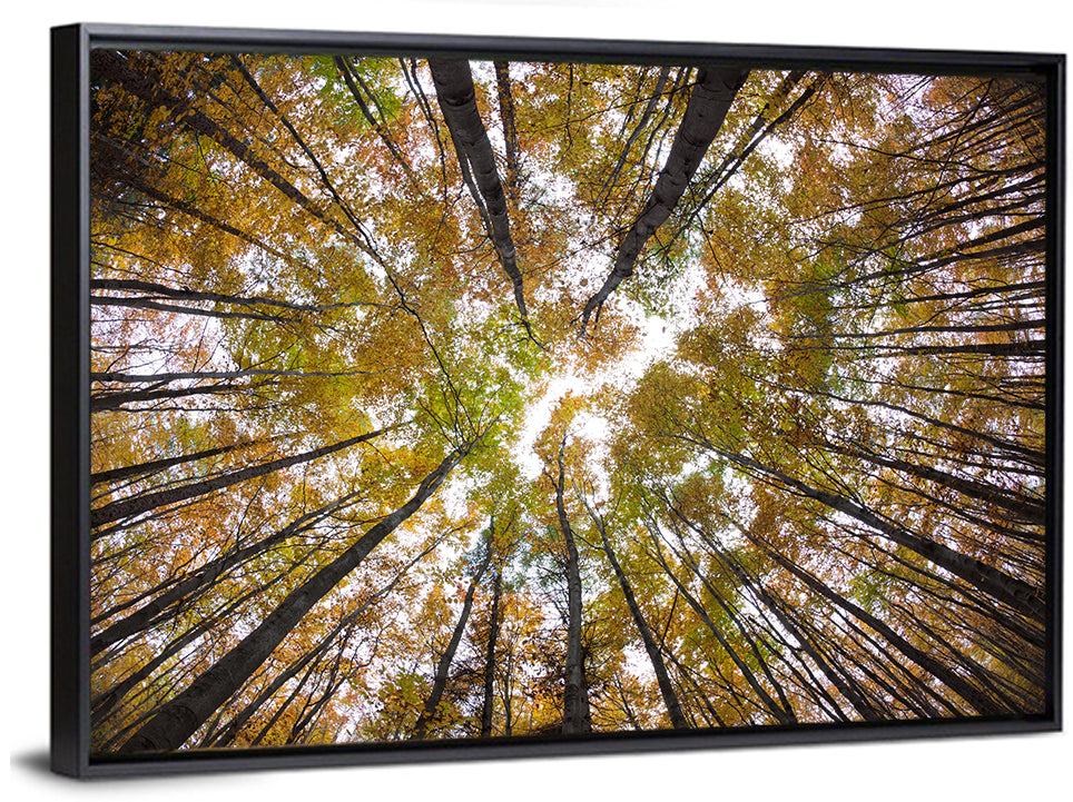 Autumn Forest Canopy Looking Up Wall Art
