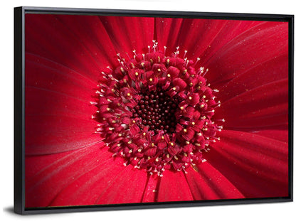 Red Gerbera Daisy Macro Close Up Wall Art