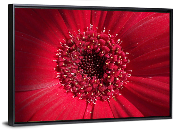 Red Gerbera Daisy Macro Close Up Wall Art as a framed canvas