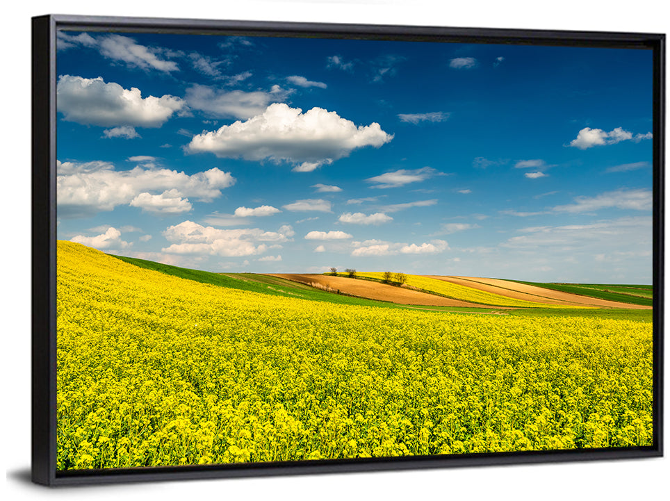 Sunlit Canola Fields Wall Art