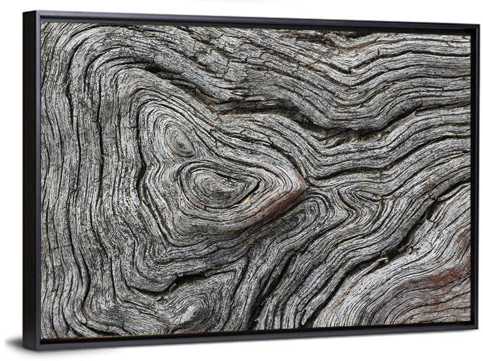 Tree Growth Rings Wall Art