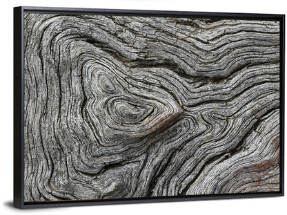 Tree Growth Rings Wall Art