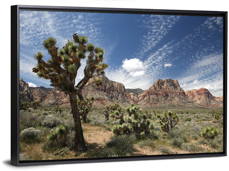 Joshua Tree at Red Rock Canyon Wall Art