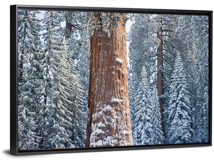 Winter Giant Sequoia in Snowy Forest Wall Art