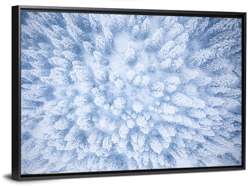 Snow-dusted Evergreen Canopy Wall Art