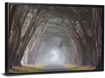 Cypress Tree Tunnel in Fog Wall Art