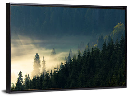 Conifer Valley Morning Mist Wall Art