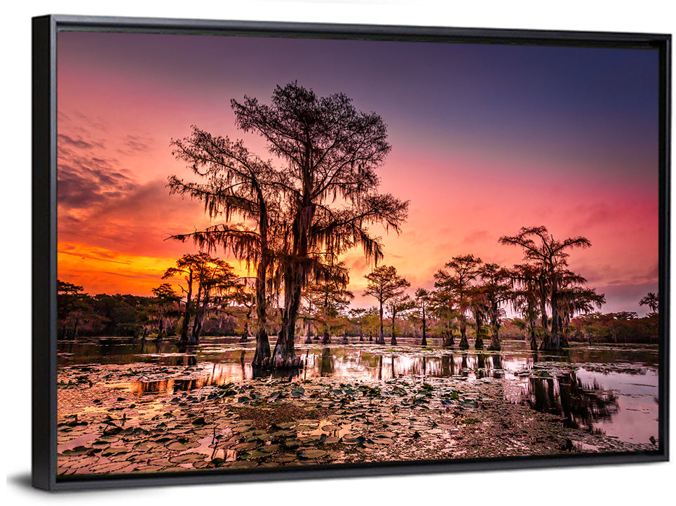 Caddo Lake Cypress Sunset Wall Art