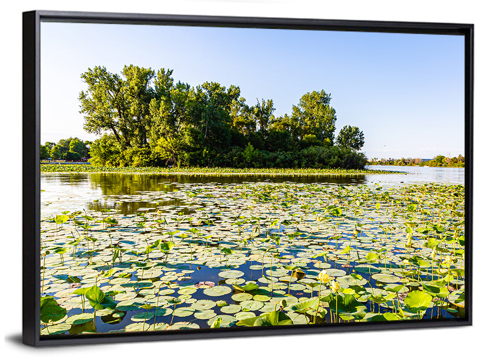 Carter Lake Lily Pads Wall Art