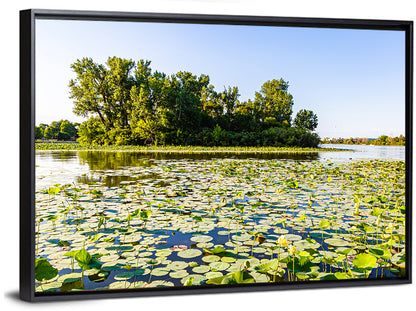 Carter Lake Lily Pads Wall Art