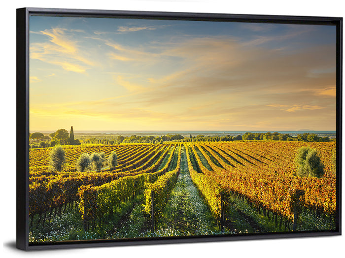 Bolgheri Vineyard Wall Art as a framed canvas