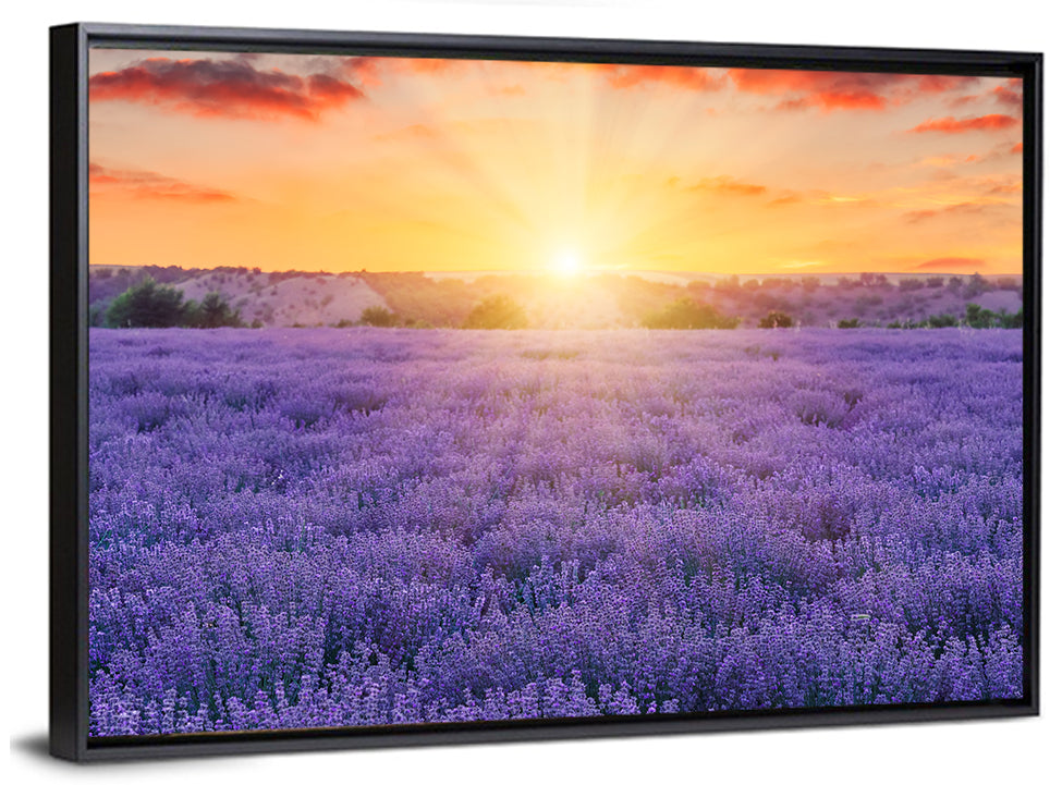Lavender Field Sunburst Wall Art