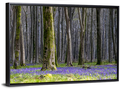 Bluebell Beechwood Grove Wall Art