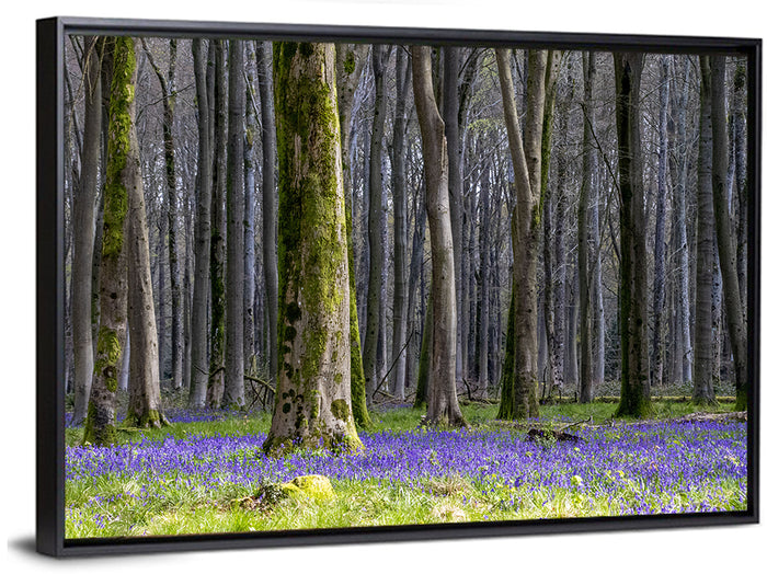 Bluebell Beechwood Grove Wall Art as a framed canvas