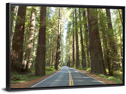 Giants Avenue Redwood Forest Road Wall Art