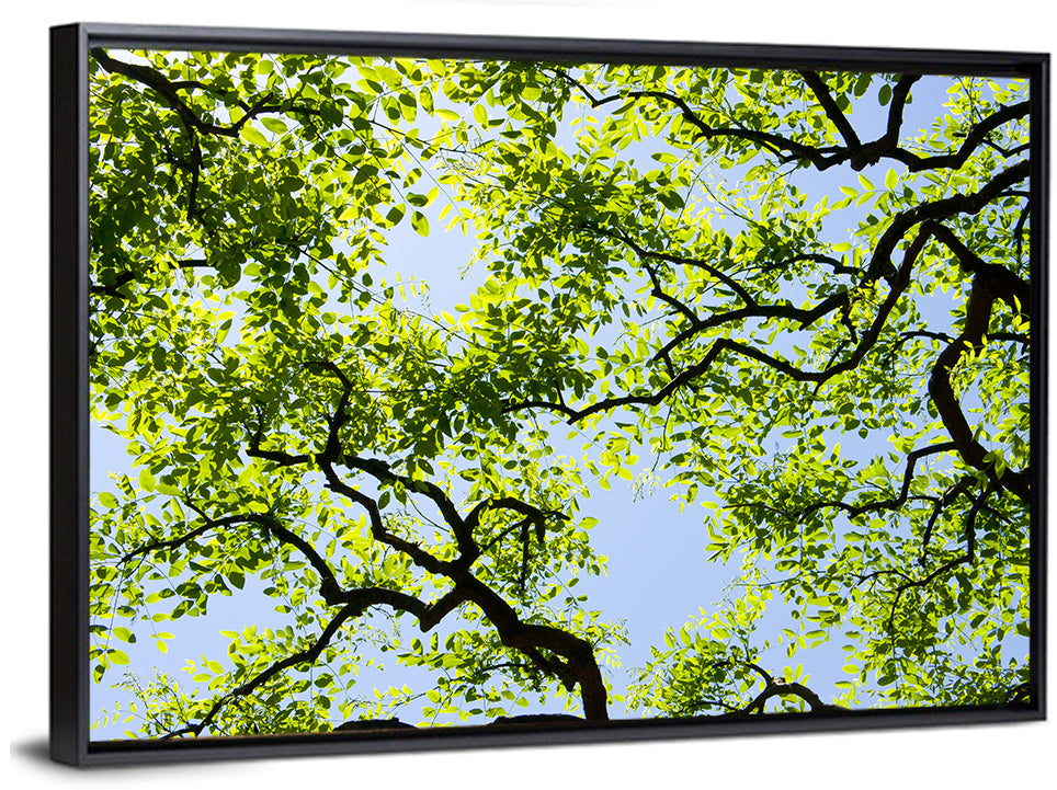 Sunlit Tree Canopy Wall Art