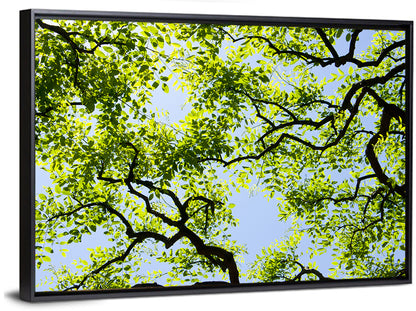 Sunlit Tree Canopy Wall Art