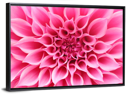 Pink Dahlia Spiral Close-up Wall Art