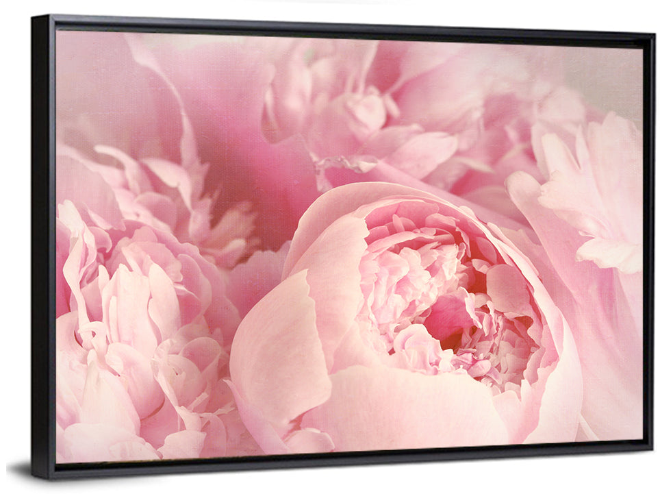 Soft Pink Peony Close Up Wall Art