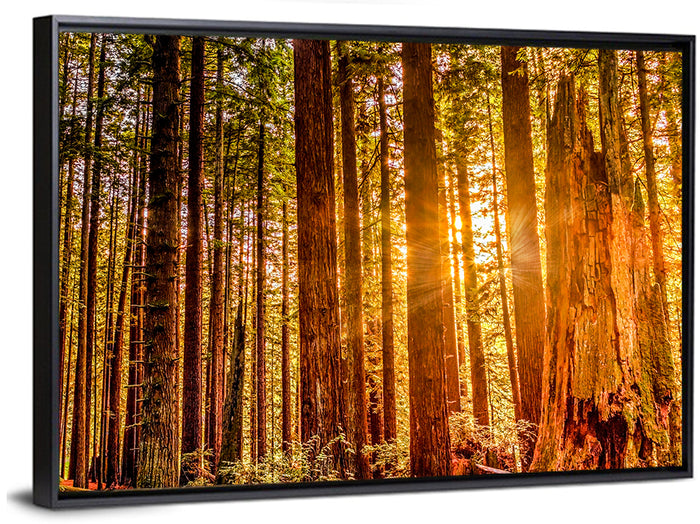 Golden Hour Redwood Sunburst Wall Art as a framed canvas