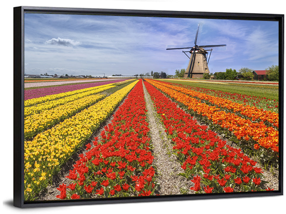 Spring Tulip Fields with Dutch Windmill Wall Art