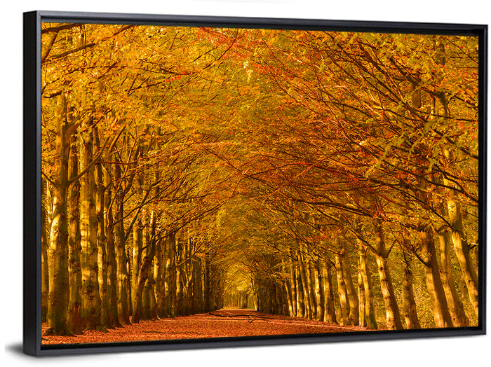 Golden Beech Tree Tunnel in Autumn Wall Art as a framed canvas