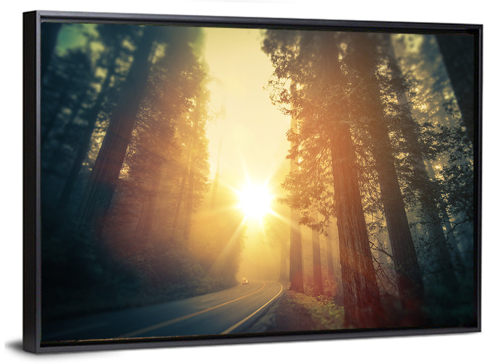 Misty Redwood Road with Golden Sunburst Wall Art