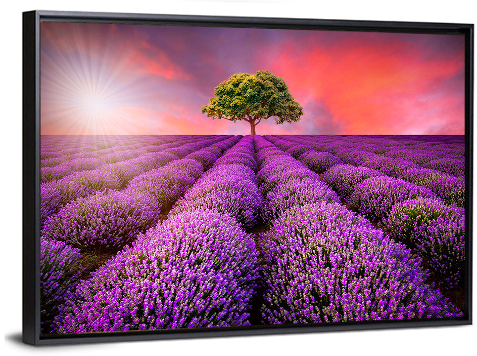 Sunset Over Lavender Fields Wall Art