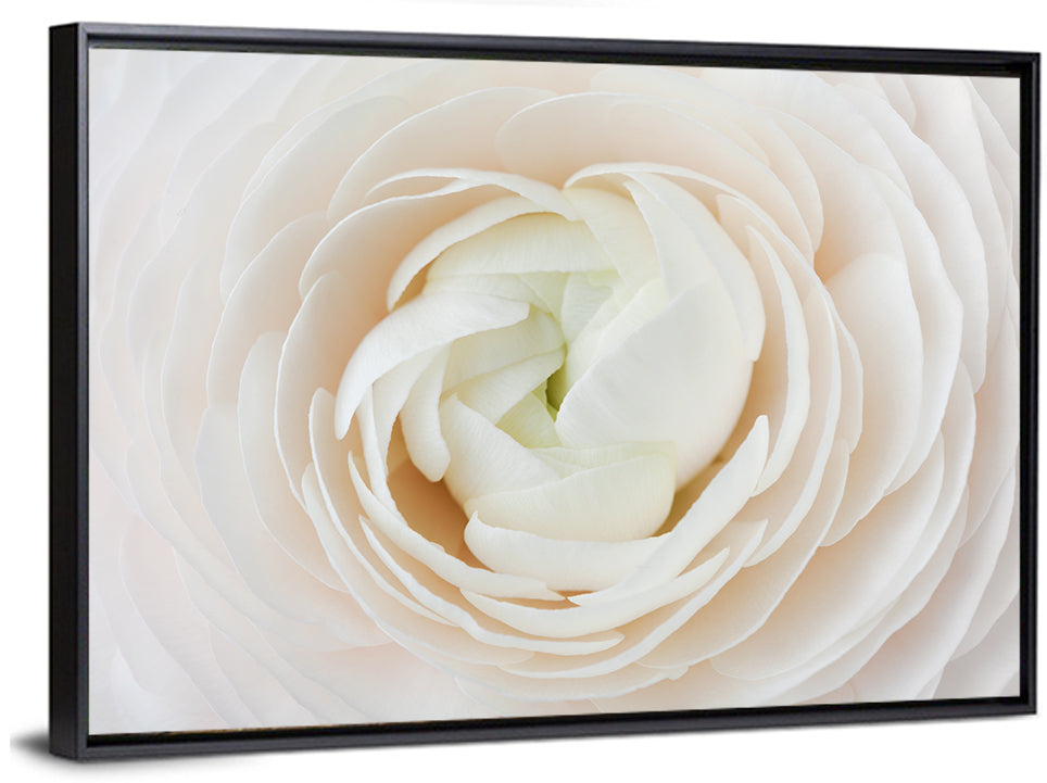 Peach Ranunculus Macro Bloom Wall Art