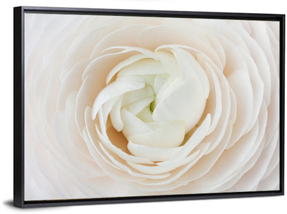 Peach Ranunculus Macro Bloom Wall Art