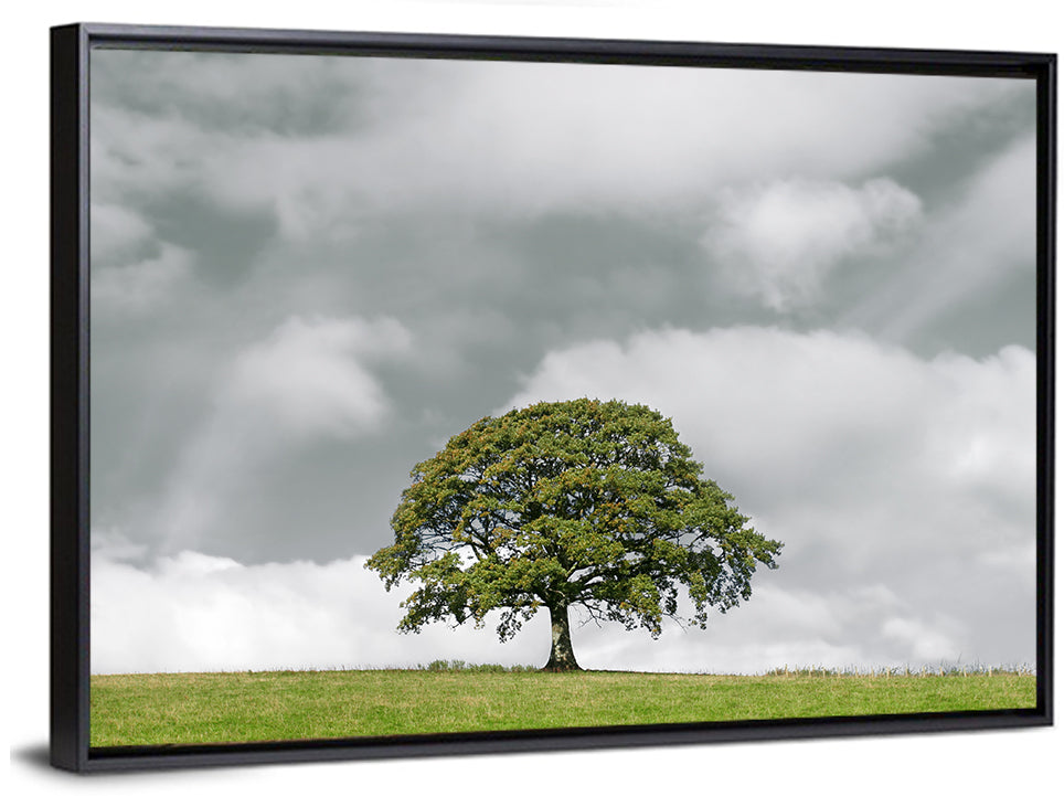 Solitary Oak in Meadow Wall Art