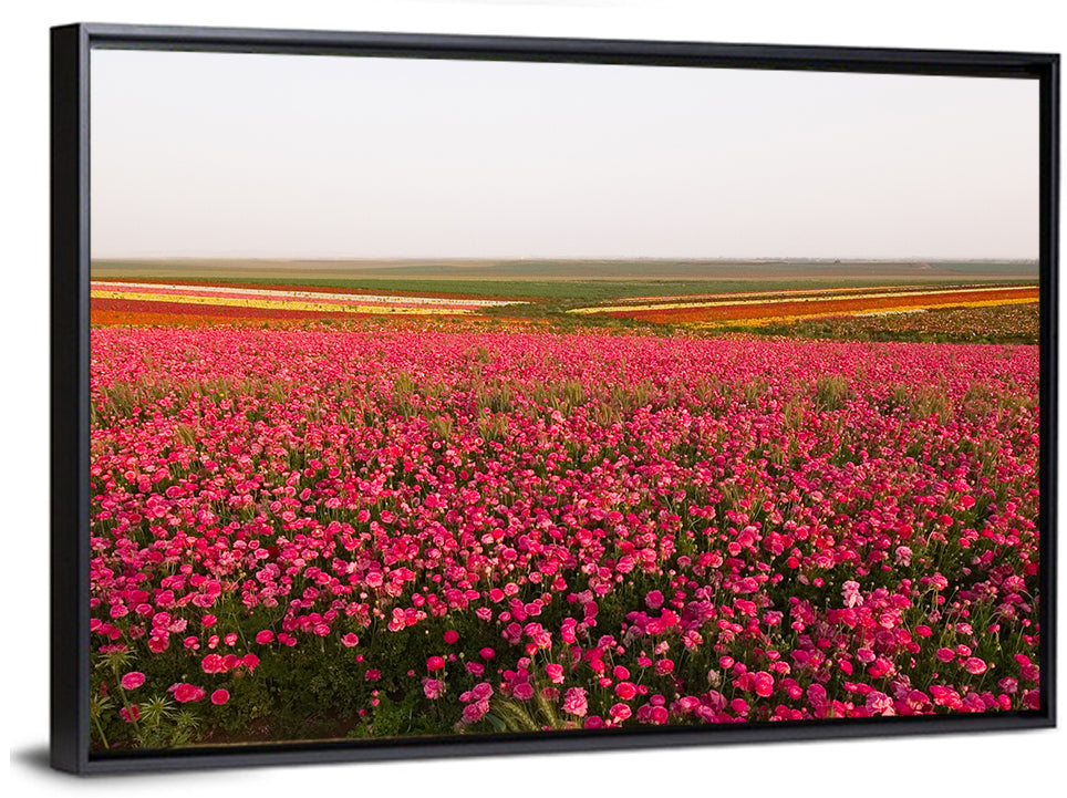 Pink Ranunculus Flower Field Wall Art