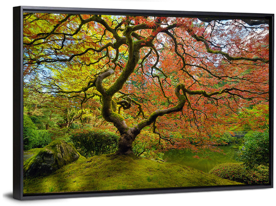 Gnarled Japanese Maple by Garden Pond Wall Art