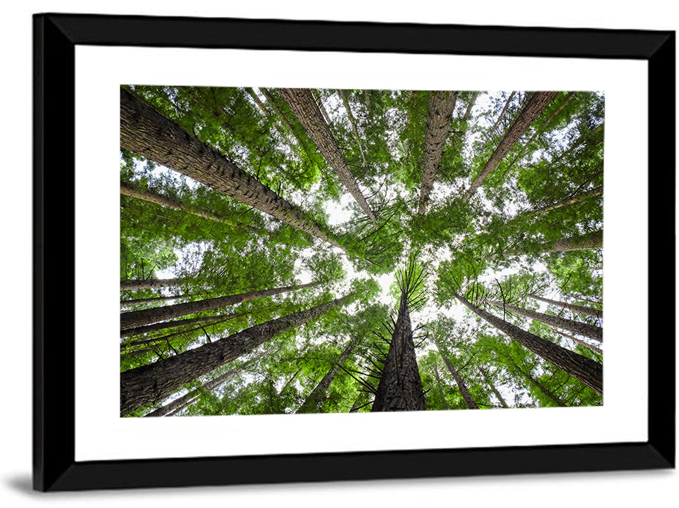 Redwood Forest Canopy Wall Art