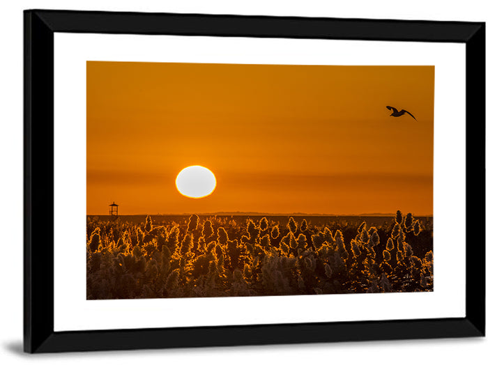 Golden Sunrise Over Reeds Wall Art as a framed print