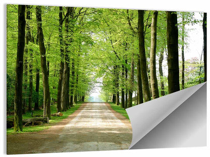 Sunlit Tree-lined Path Wall Art