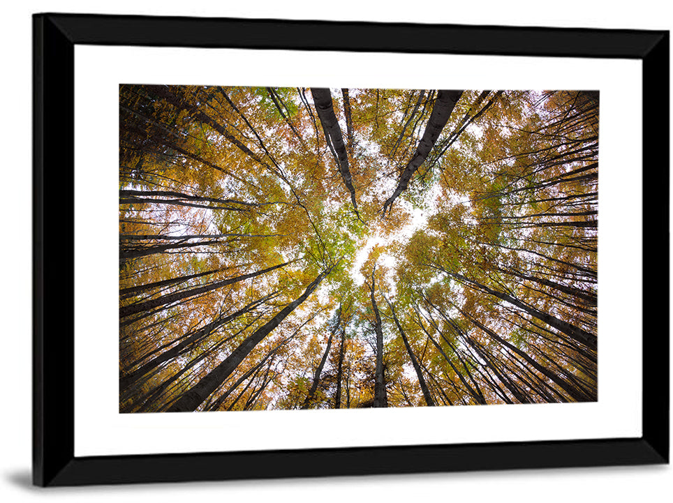 Autumn Forest Canopy Looking Up Wall Art