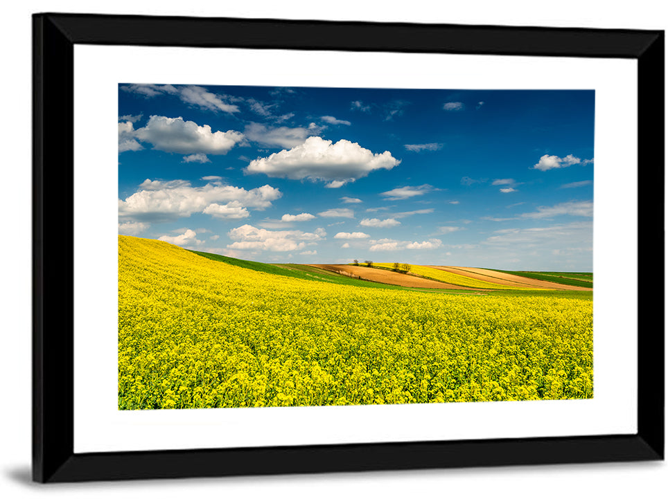Sunlit Canola Fields Wall Art