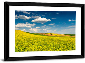 Canola Fields Wall Art