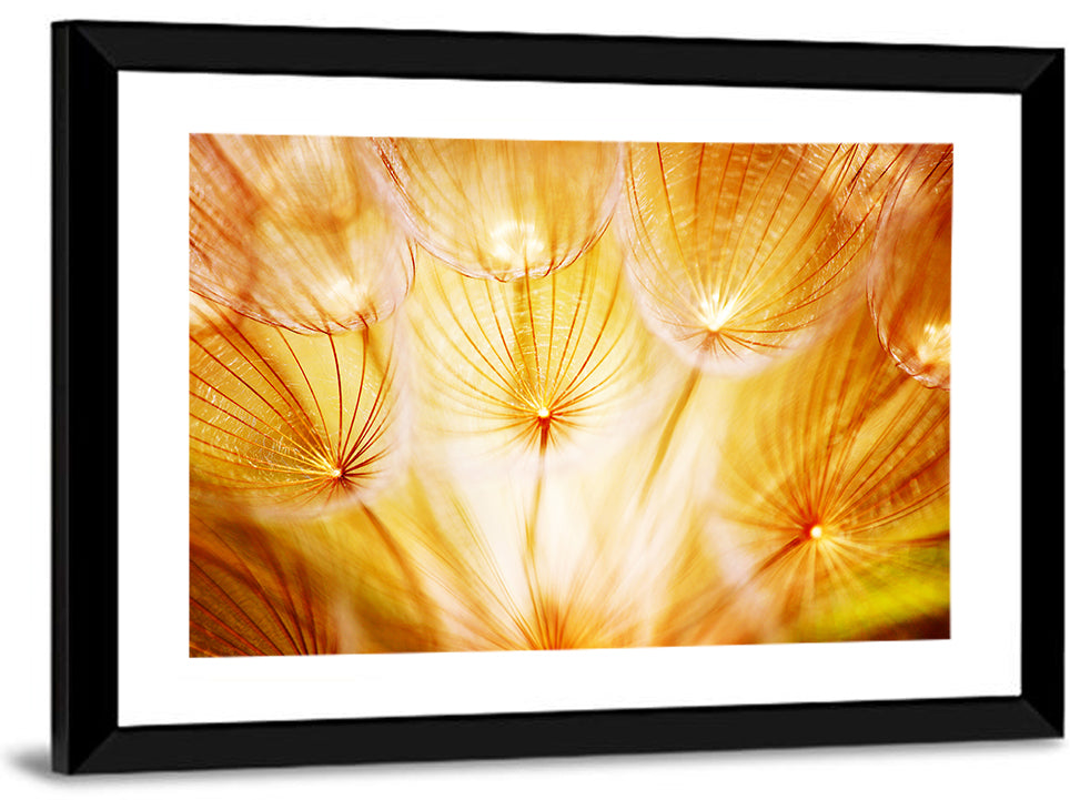 Golden Hour Dandelion Seed Macro Abstract Wall Art