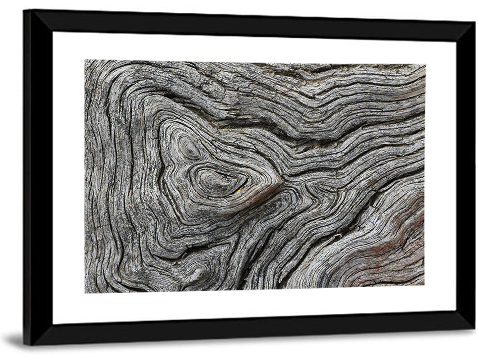 Tree Growth Rings Wall Art