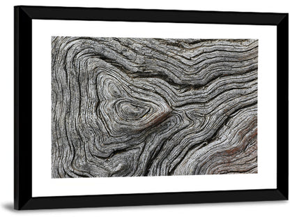 Tree Growth Rings Wall Art