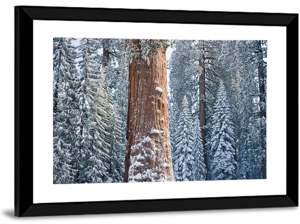 Winter Giant Sequoia in Snowy Forest Wall Art