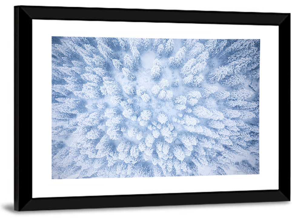 Snow-dusted Evergreen Canopy Wall Art