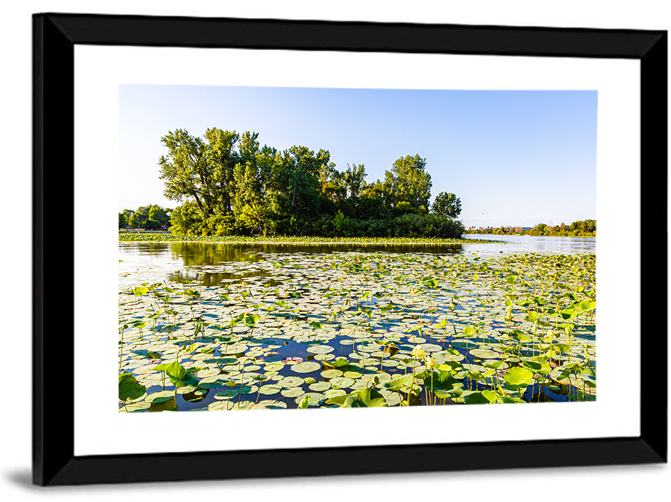 Carter Lake Lily Pads Wall Art