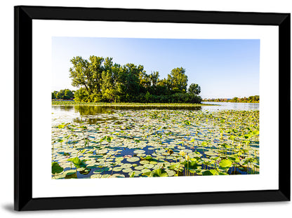 Carter Lake Lily Pads Wall Art