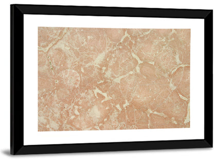 Fossil Veins Marble Study Wall Art