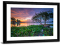 Cipondoh Lake Hyacinth Sunset Wall Art