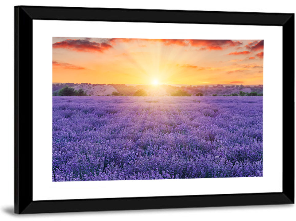 Lavender Field Sunburst Wall Art