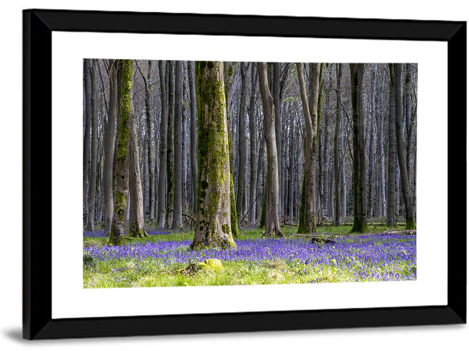 Bluebell Beechwood Grove Wall Art